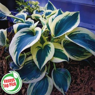 Blue Ivory Hosta Thumbnail